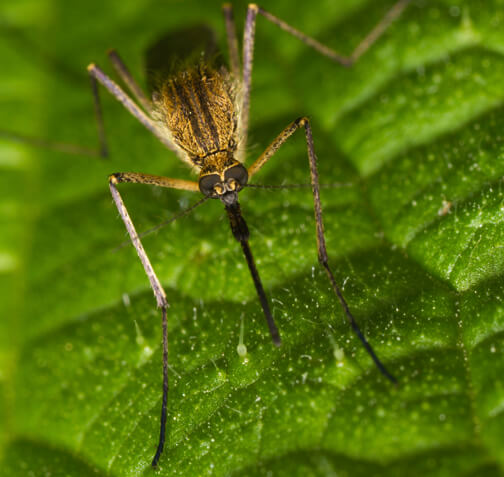 gusano corazon perro
