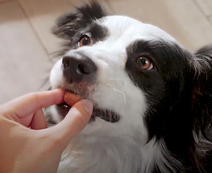 Dáselo Nexgard spectra a tu perro