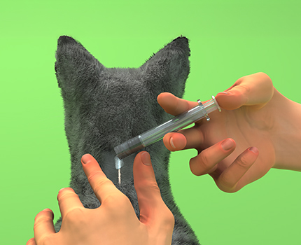 NexGard Combo aplicacion paso 2