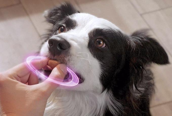Automedicar a tu mascota puede traer riesgos serios a su salud.