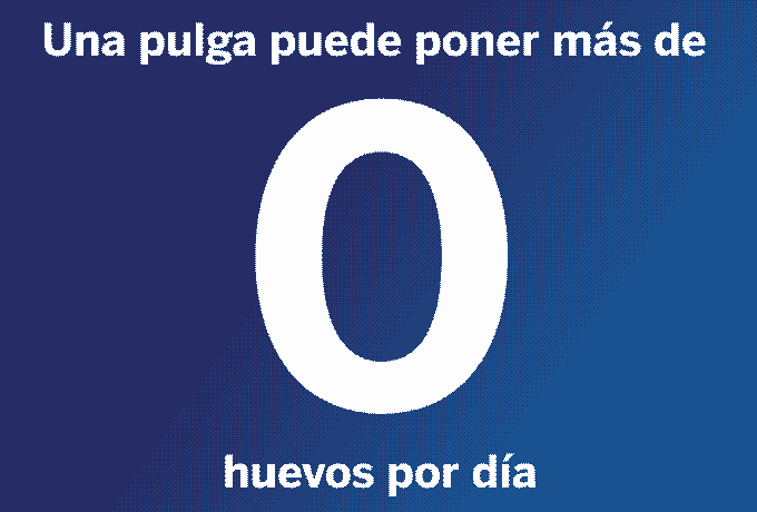 Rompe el ciclo de vida de las pulgas para deshacerte de ellas