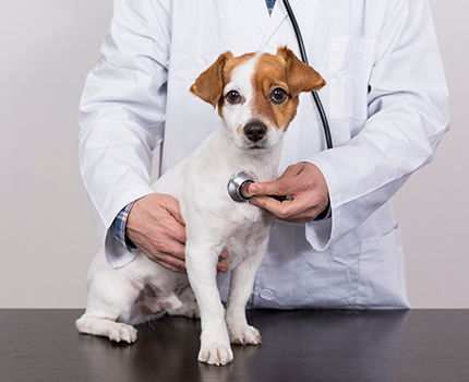 Mascota en consulta con el veterinario 