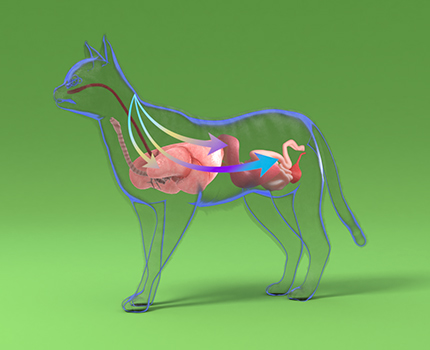 NexGard Combo aplicacion paso 3