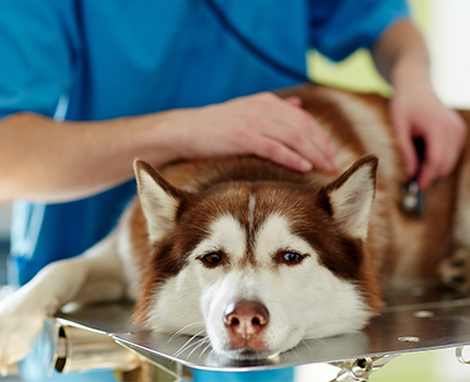 Perro decaído por seleccionar un tratamiento o dosis inadecuada.