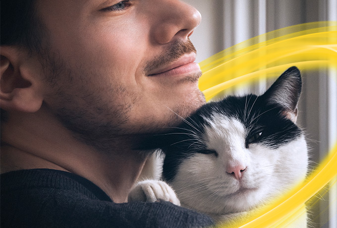 Gato protegido con NexGard Combo 