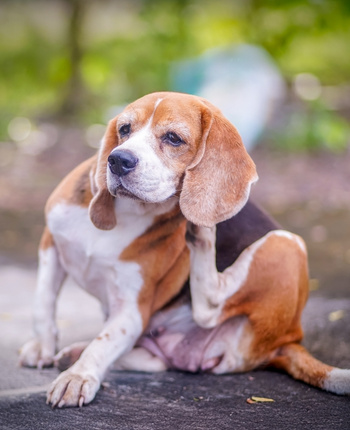Perro rascándose debido a un tratamiento ineficaz 